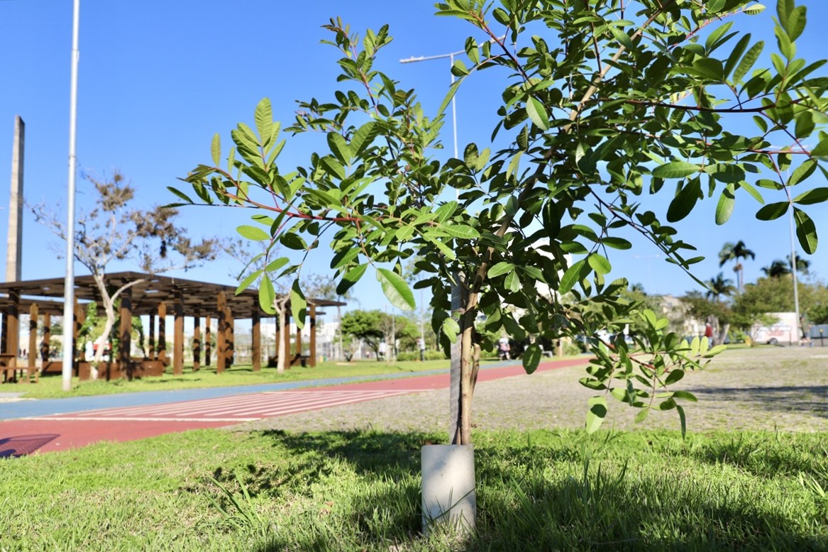 Criciúma celebra o Dia da Árvore com plantio de 400 novas mudas nativas