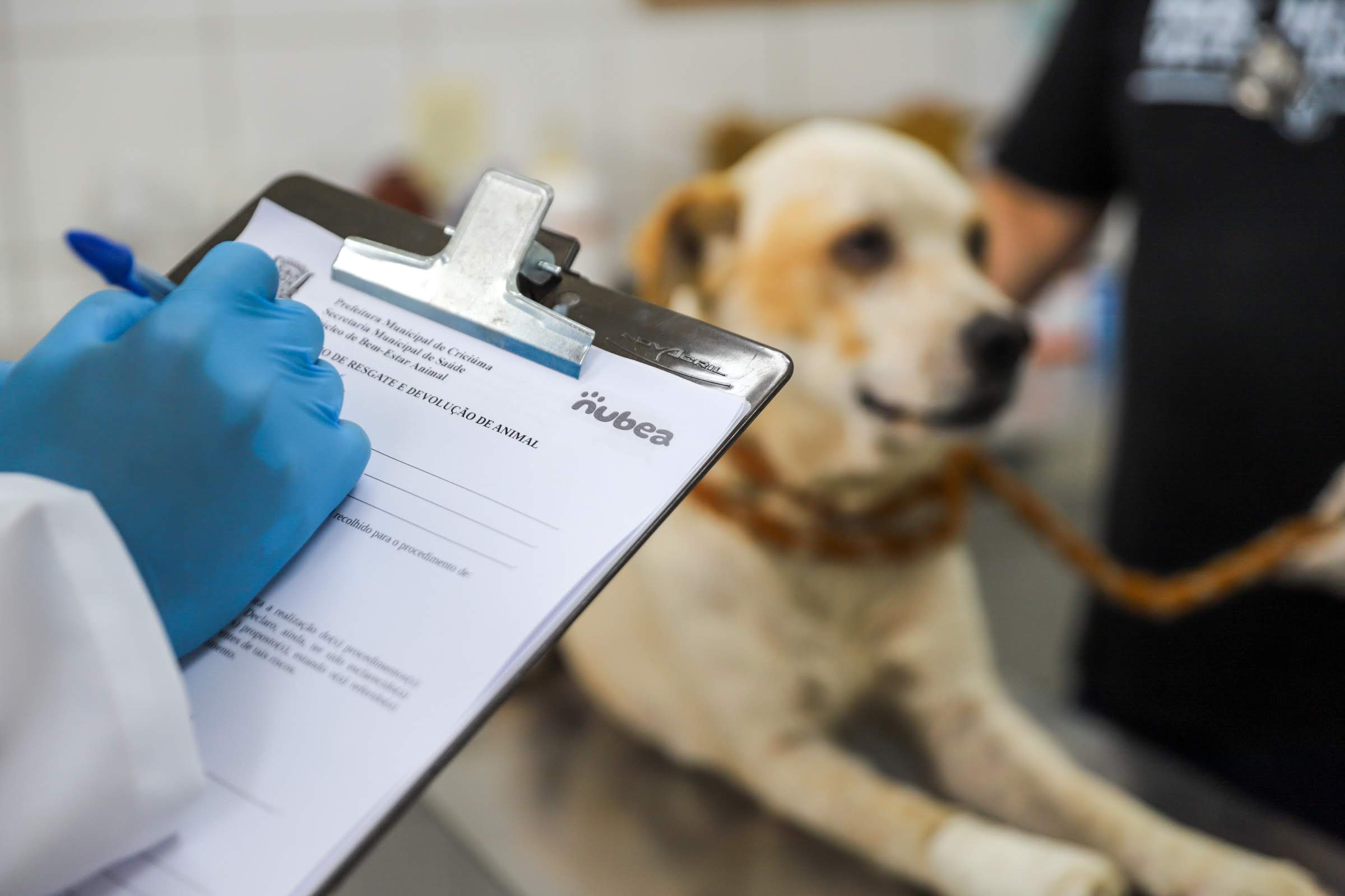 Prefeitura de Criciúma promove mutirão de castração para cães e gatos neste fim de semana